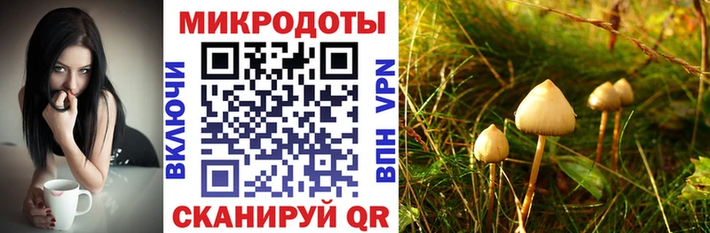 darknet формула  Узловая  Псилоцибиновые грибы прущие грибы 